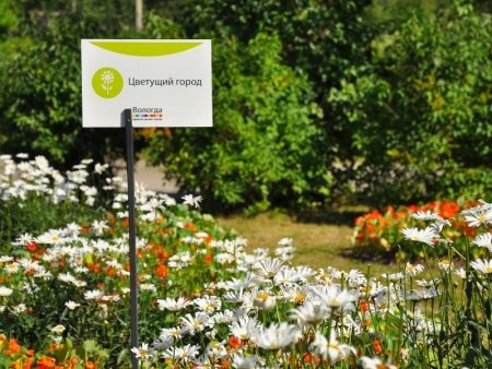 В Вологде принимают заявки на участие в проекте "Цветущий город" В Вологде принимают заявки на участие в проекте "Цветущий город"